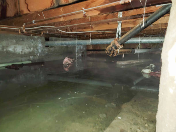 Best Basement water damage restoration  in Harrison, TN