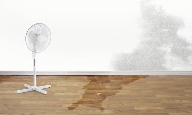 Best Water damage cleanup near me  in Harrison, TN